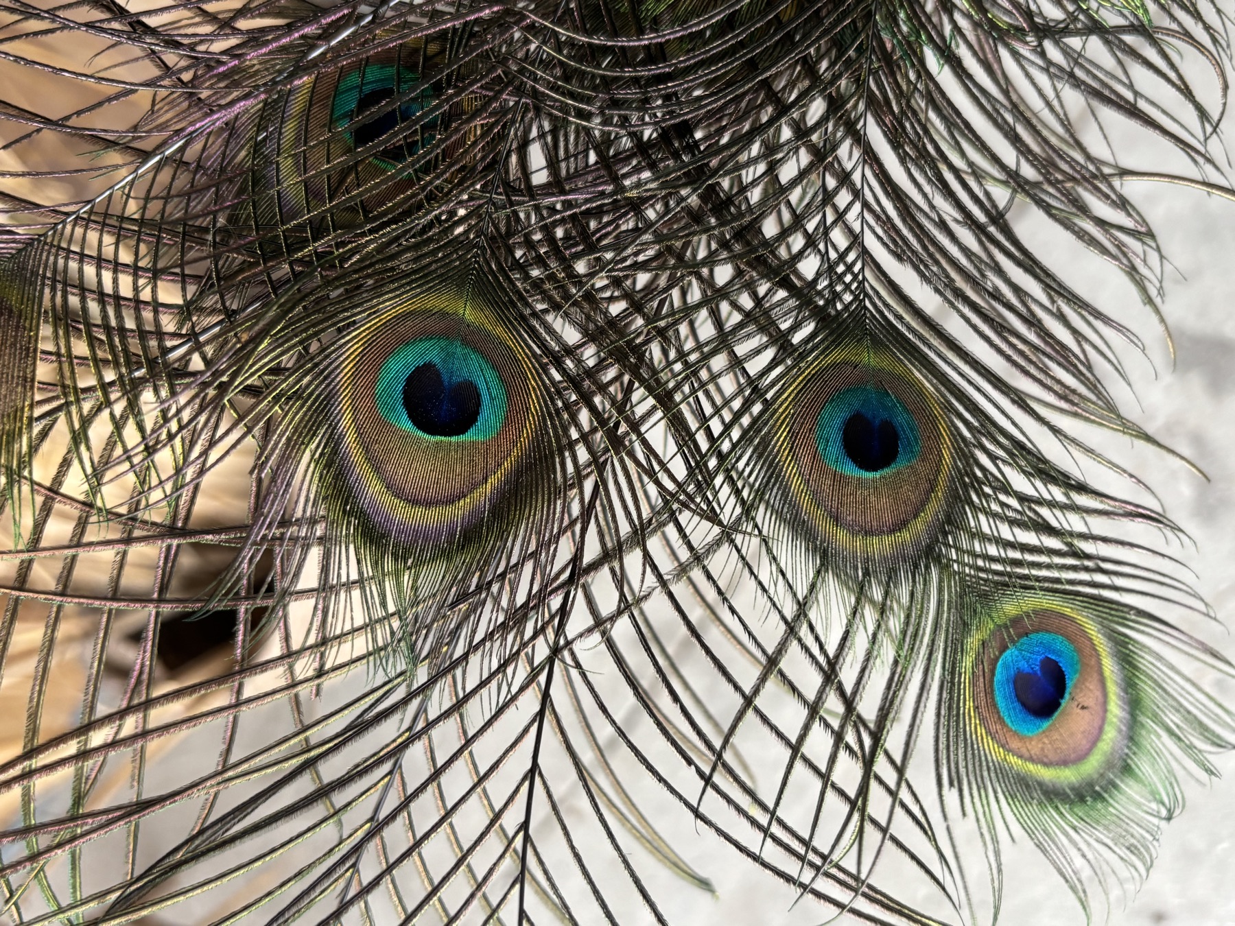 Plumes de paon